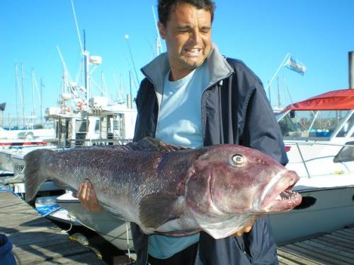 GIGANTES DEL MAR